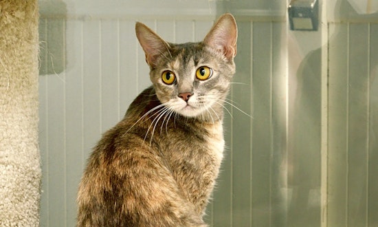 Looking to adopt a pet? Here are 3 furry felines to adopt now in Anaheim
