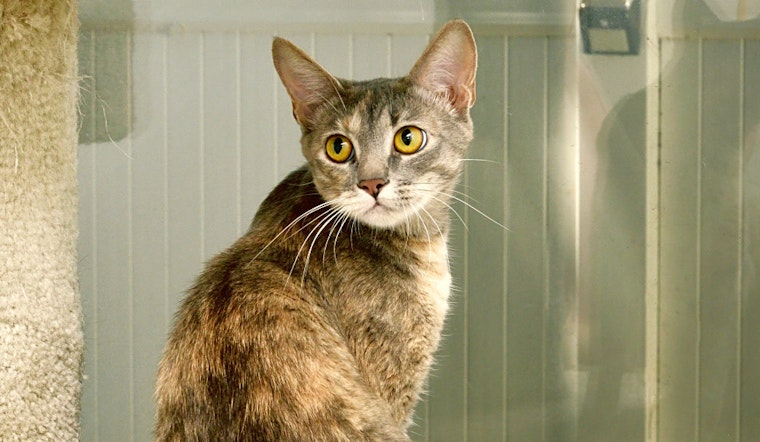 Looking to adopt a pet? Here are 3 furry felines to adopt now in Anaheim