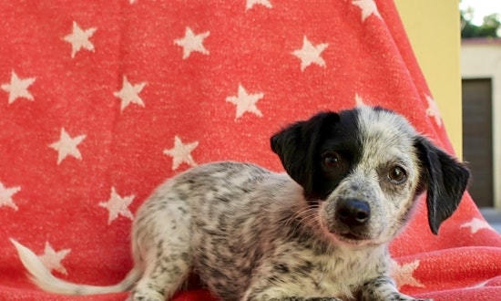 These Los Angeles-based puppies are up for adoption and in need of a good home