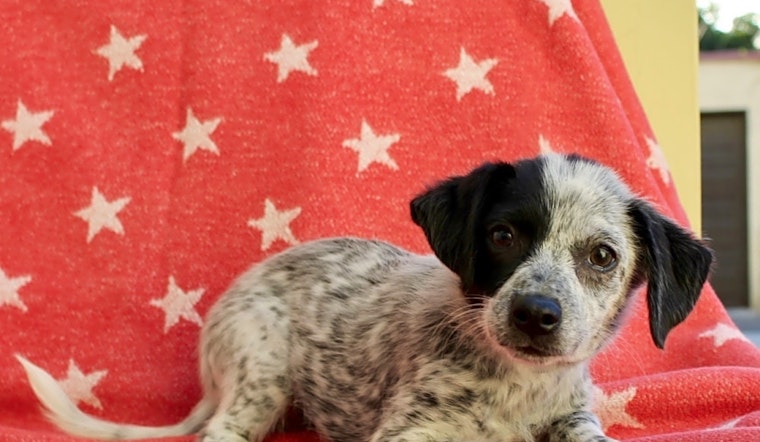 These Los Angeles-based puppies are up for adoption and in need of a good home