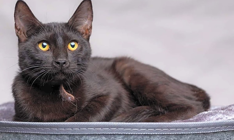4 fluffy felines to adopt now in Long Beach