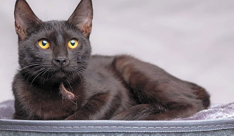 4 fluffy felines to adopt now in Long Beach