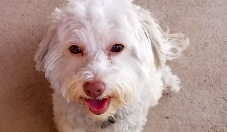 These Tucson-based doggies are up for adoption and in need of a good home
