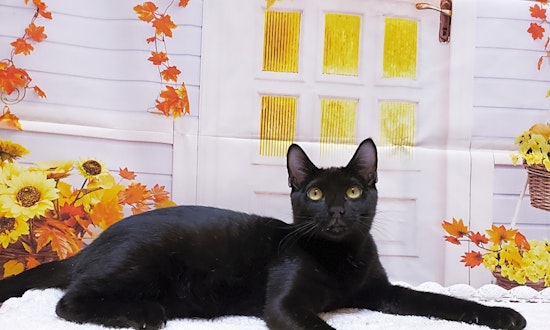 7 cuddly kittens to adopt now in Mesa