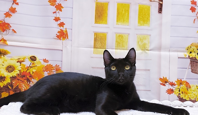 7 cuddly kittens to adopt now in Mesa
