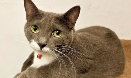 These Phoenix-based felines are up for adoption and in need of a good home