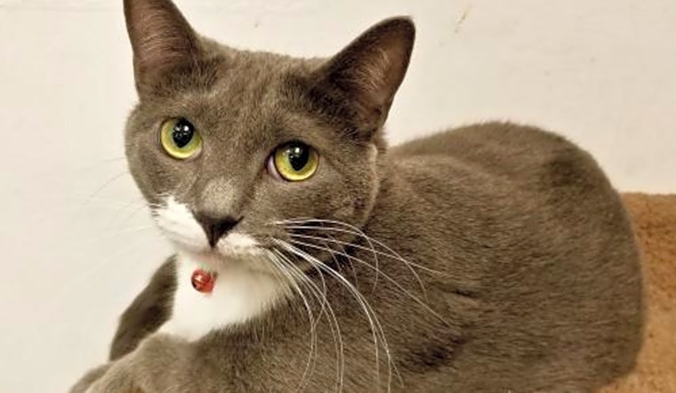 These Phoenix-based felines are up for adoption and in need of a good home