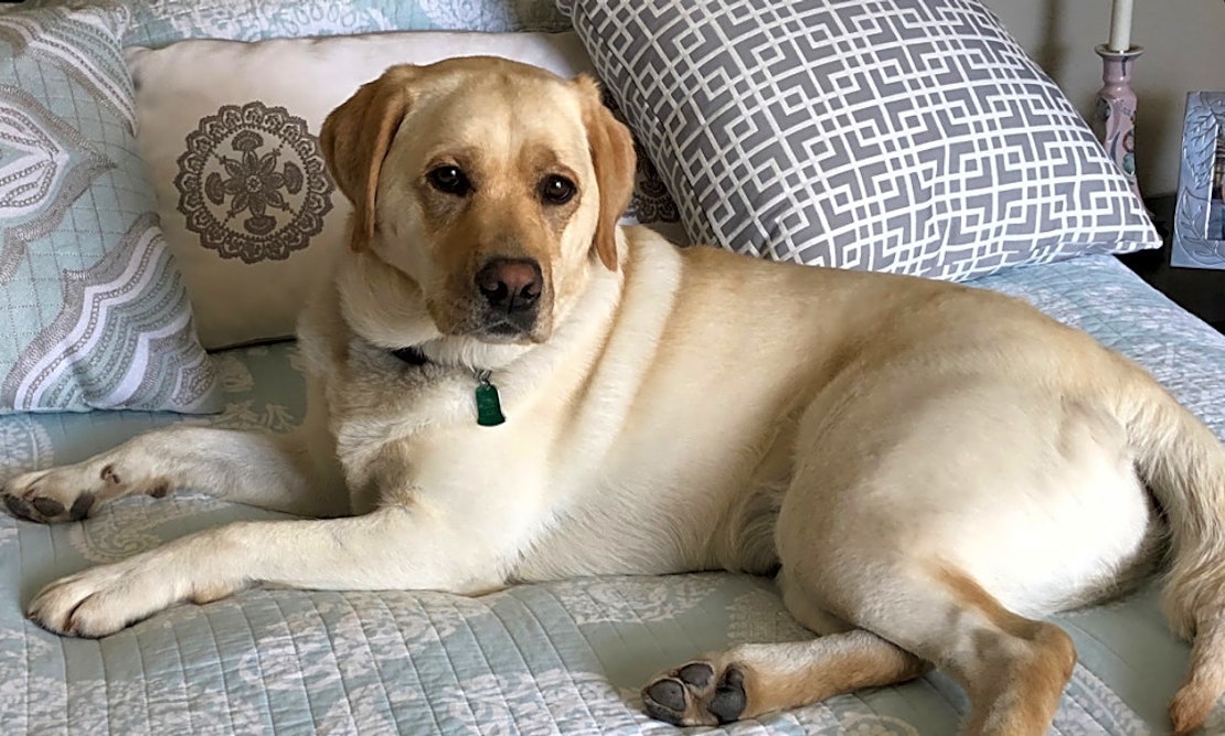 6 Lovable Dogs To Adopt Now In Albuquerque