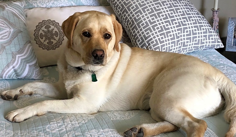 6 lovable dogs to adopt now in Albuquerque