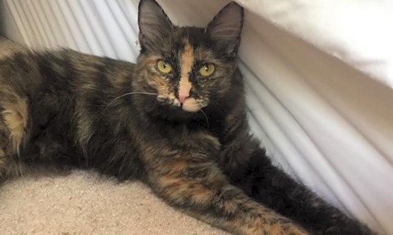 Want to adopt a pet? Here are 6 cute kitties to adopt now in Las Vegas
