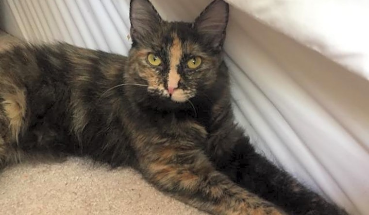 Want to adopt a pet? Here are 6 cute kitties to adopt now in Las Vegas
