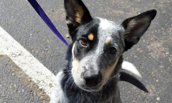 Want to adopt a pet? Here are 6 cuddly canines to adopt now in Colorado Springs
