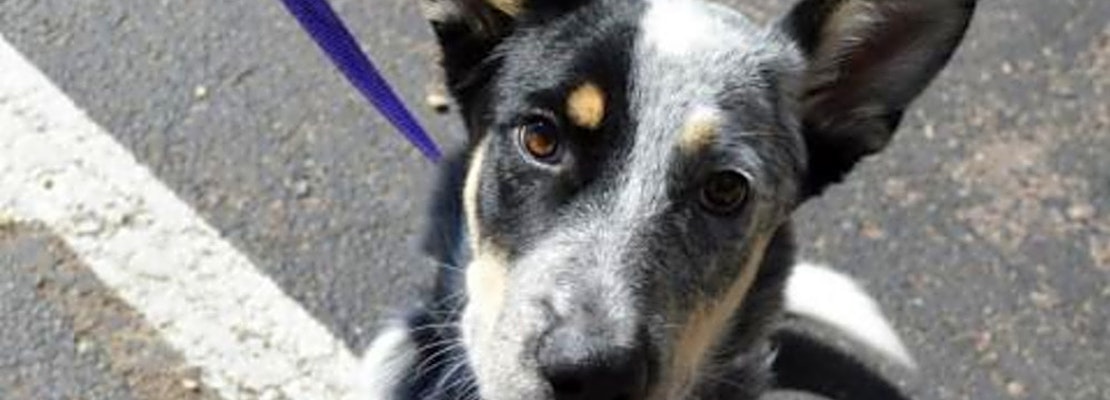 Want to adopt a pet? Here are 6 cuddly canines to adopt now in Colorado Springs