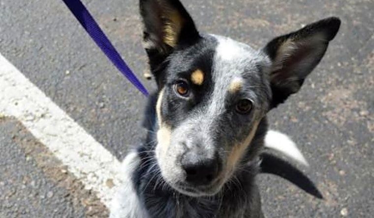 Want to adopt a pet? Here are 6 cuddly canines to adopt now in Colorado Springs