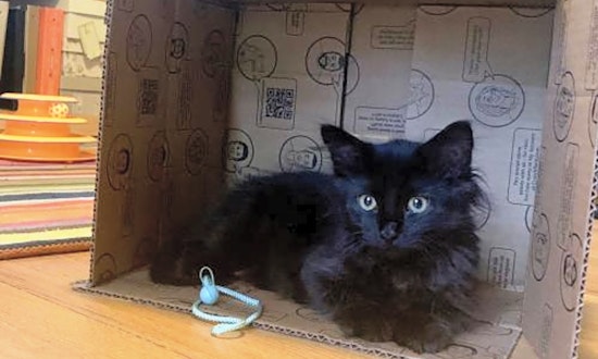 5 cool kitties to adopt now in Aurora