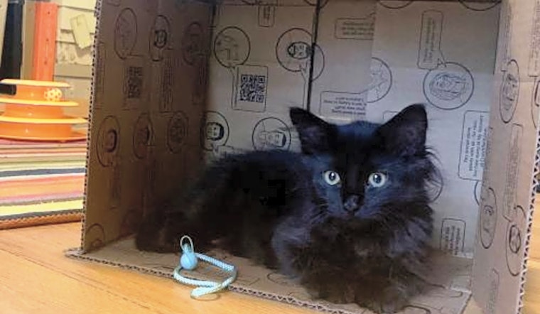 5 cool kitties to adopt now in Aurora