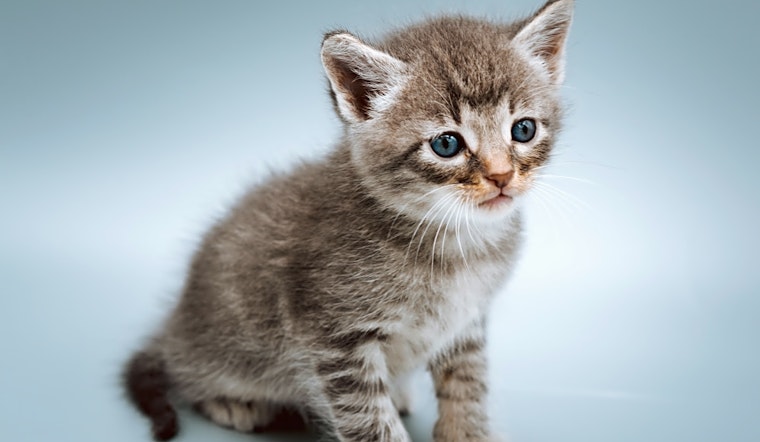 These Tulsa-based kittens are up for adoption and in need of a good home