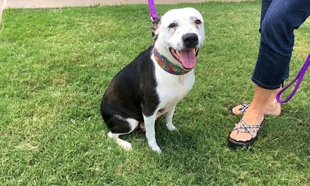 Want to adopt a pet? Here are 7 cuddly canines to adopt now in Oklahoma City