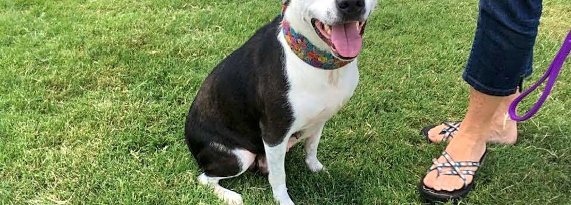 Want to adopt a pet? Here are 7 cuddly canines to adopt now in Oklahoma City
