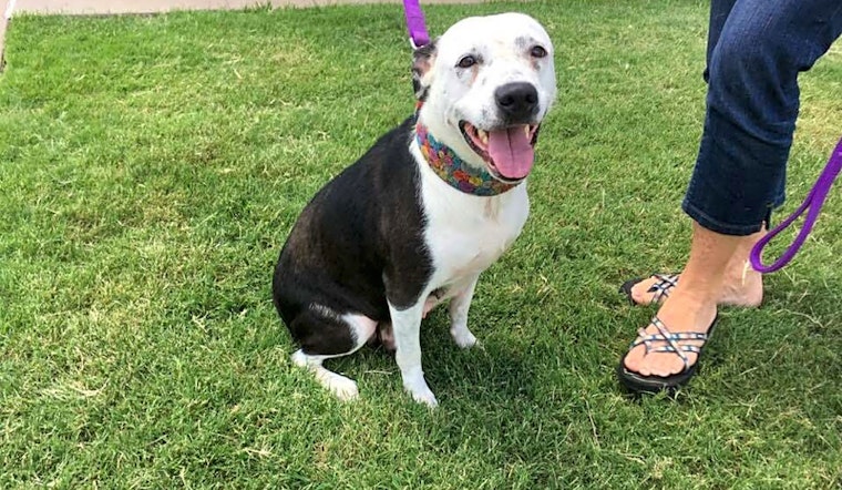 Want to adopt a pet? Here are 7 cuddly canines to adopt now in Oklahoma City