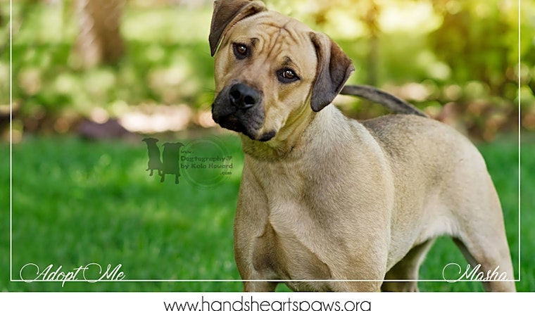 Want to adopt a pet? Here are 7 lovable pups to adopt now in Omaha