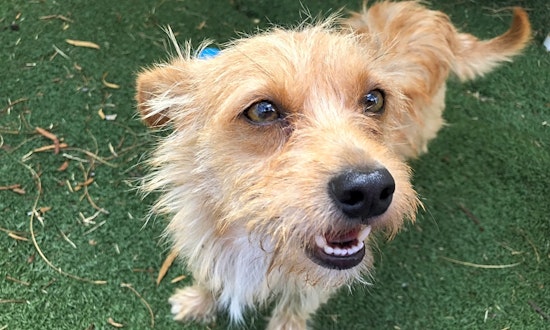 These El Paso-based dogs are up for adoption and in need of a good home
