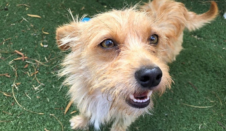 These El Paso-based dogs are up for adoption and in need of a good home