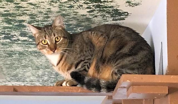 5 cute kitties to adopt now in Corpus Christi