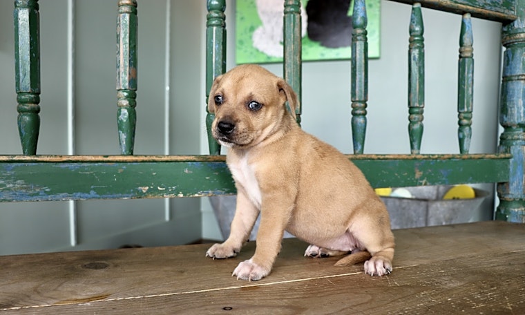 These San Antonio-based puppies are up for adoption and in need of a good home