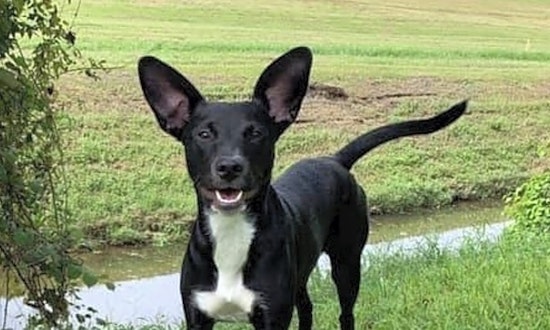 These New Orleans-based puppies are up for adoption and in need of a good home