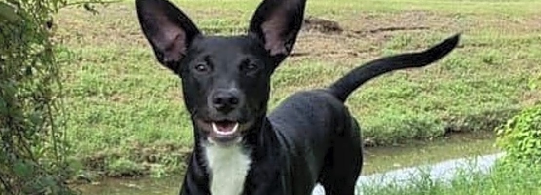 These New Orleans-based puppies are up for adoption and in need of a good home