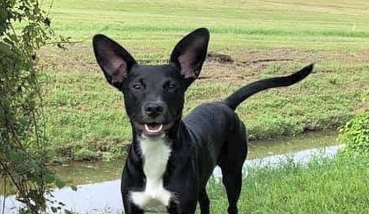 These New Orleans-based puppies are up for adoption and in need of a good home