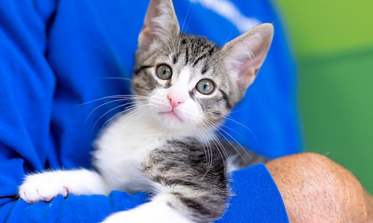 7 cute-as-can-be kittens to adopt now in Houston