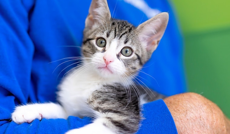 7 cute-as-can-be kittens to adopt now in Houston