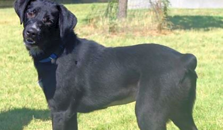 These Wichita-based canines are up for adoption and in need of a good home