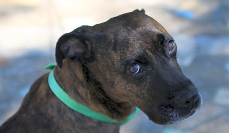 These Kansas City-based canines are up for adoption and in need of a good home