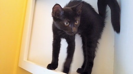 These Memphis-based kittens are up for adoption and in need of a good home