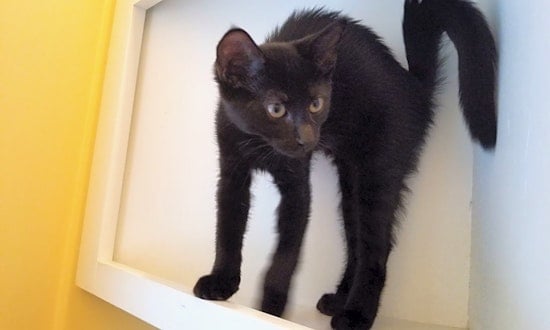 These Memphis-based kittens are up for adoption and in need of a good home
