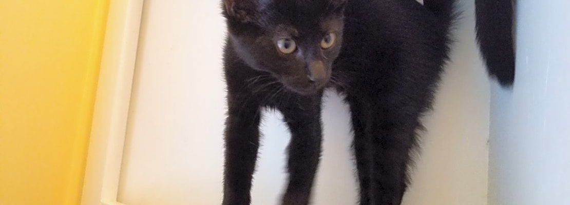 These Memphis-based kittens are up for adoption and in need of a good home