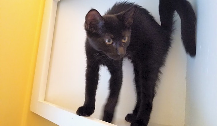 These Memphis-based kittens are up for adoption and in need of a good home