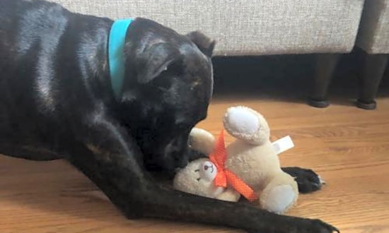 Looking to adopt a pet? Here are 7 lovable pups to adopt now in St. Louis