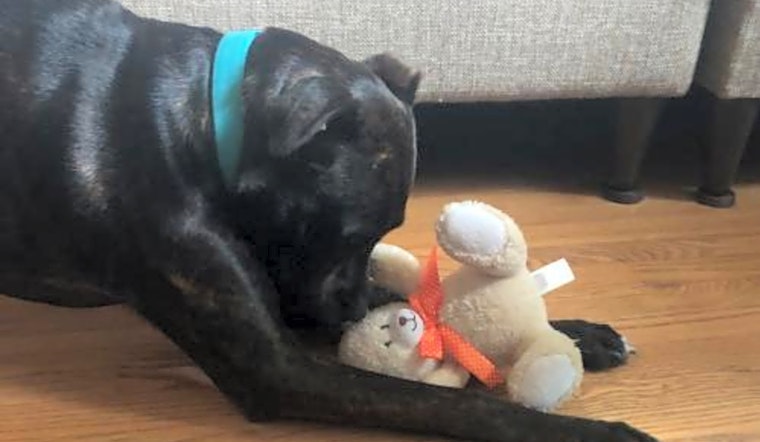 Looking to adopt a pet? Here are 7 lovable pups to adopt now in St. Louis