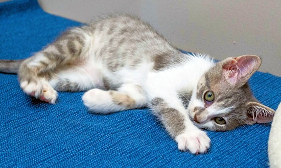 These Chicago-based kittens are up for adoption and in need of a good home