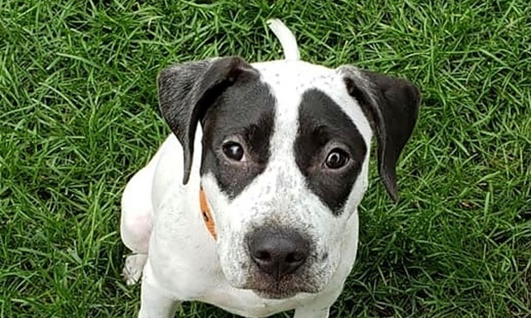 These Saint Paul-based puppies are up for adoption and in need of a good home