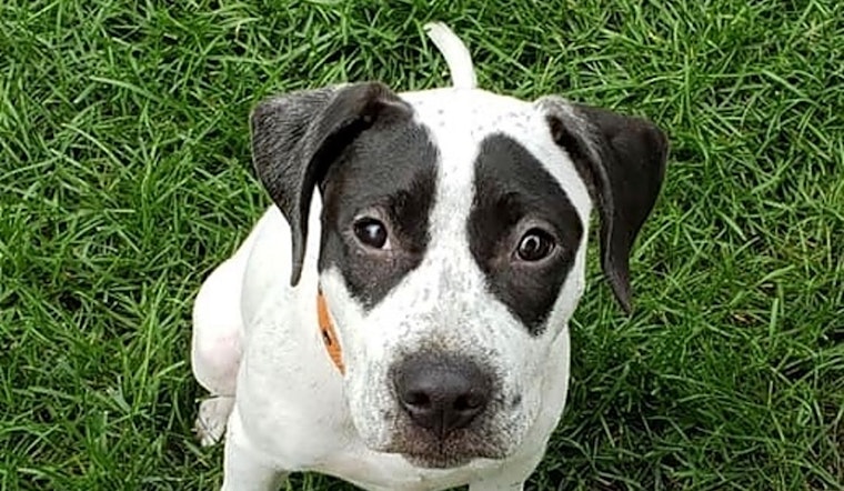 These Saint Paul-based puppies are up for adoption and in need of a good home