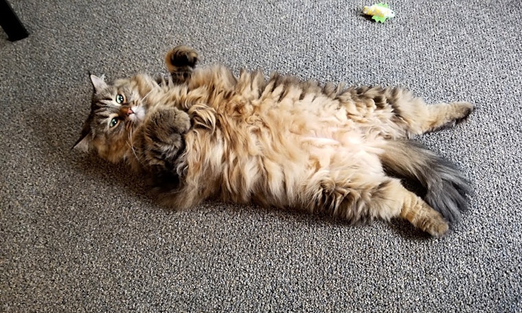 Want to adopt a pet? Here are 6 cute kitties to adopt now in Minneapolis