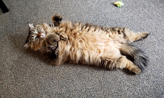 Want to adopt a pet? Here are 6 cute kitties to adopt now in Minneapolis