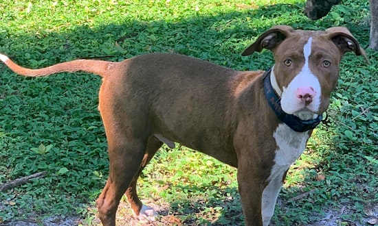 3 adorable pups to adopt now in Saint Petersburg