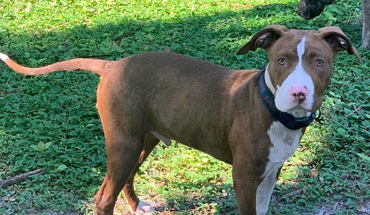 3 adorable pups to adopt now in Saint Petersburg