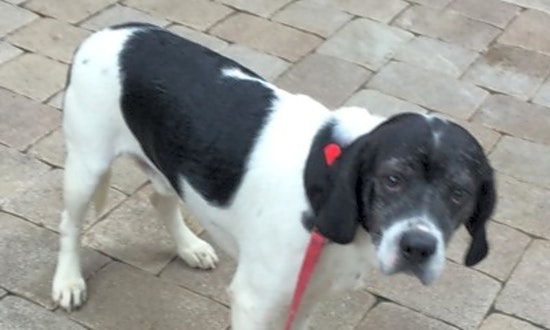 Want to adopt a pet? Here are 6 lovable pups to adopt now in Tampa